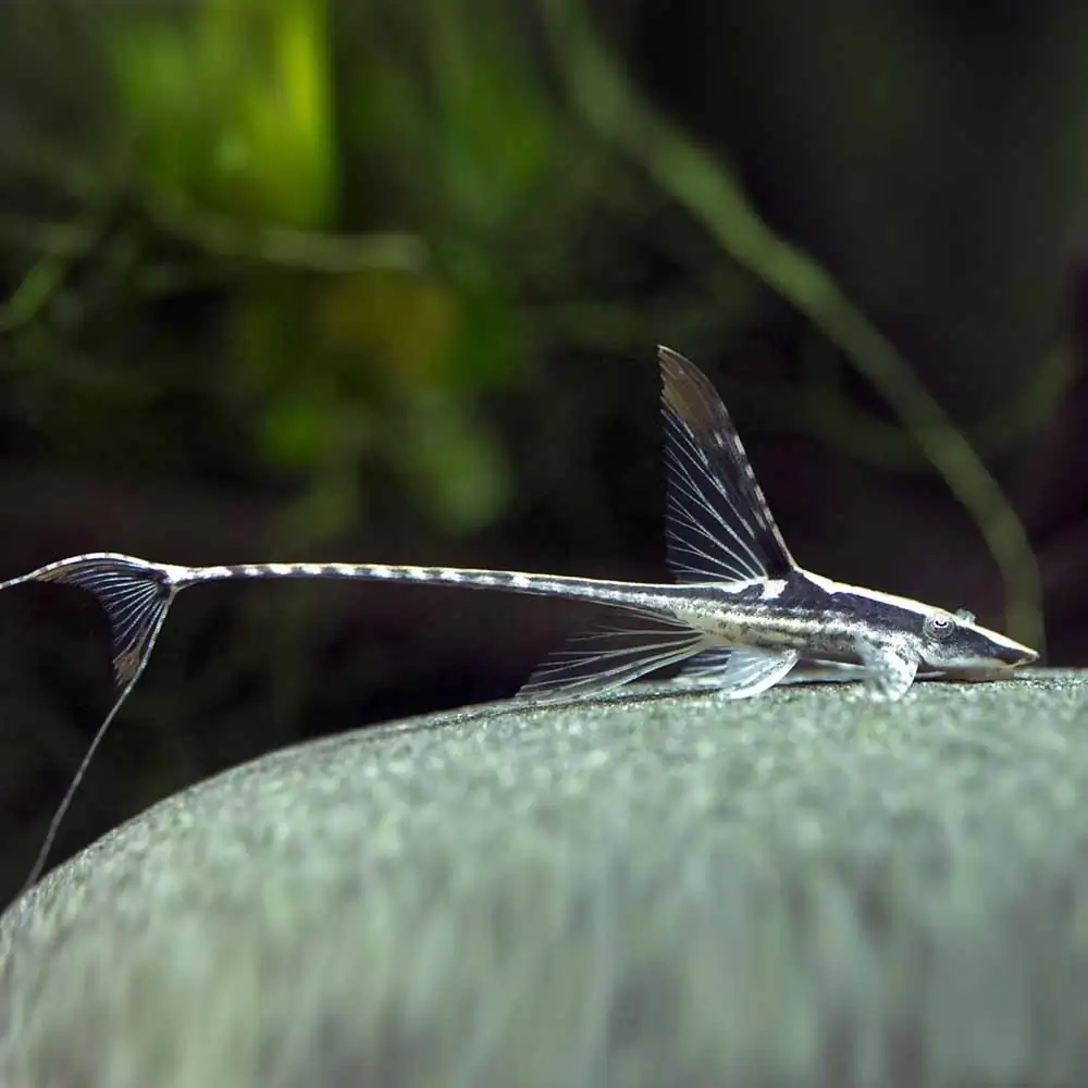 40 Coolest Freshwater Aquarium Fish 2024: For All Fish Keepers